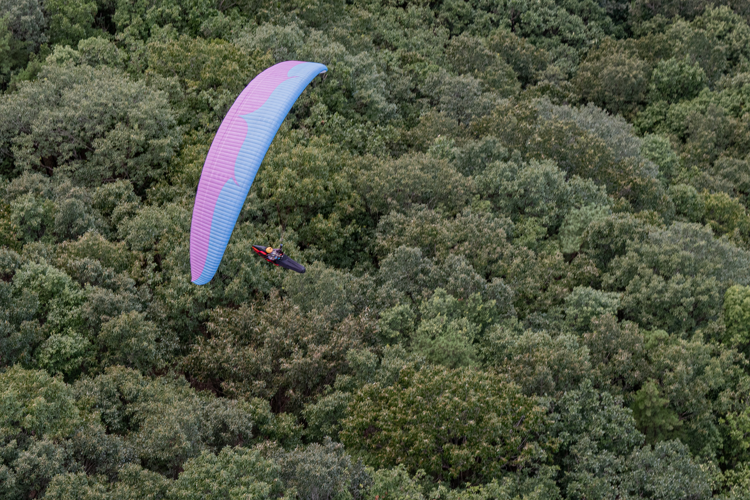 DSC_6595-1.jpg