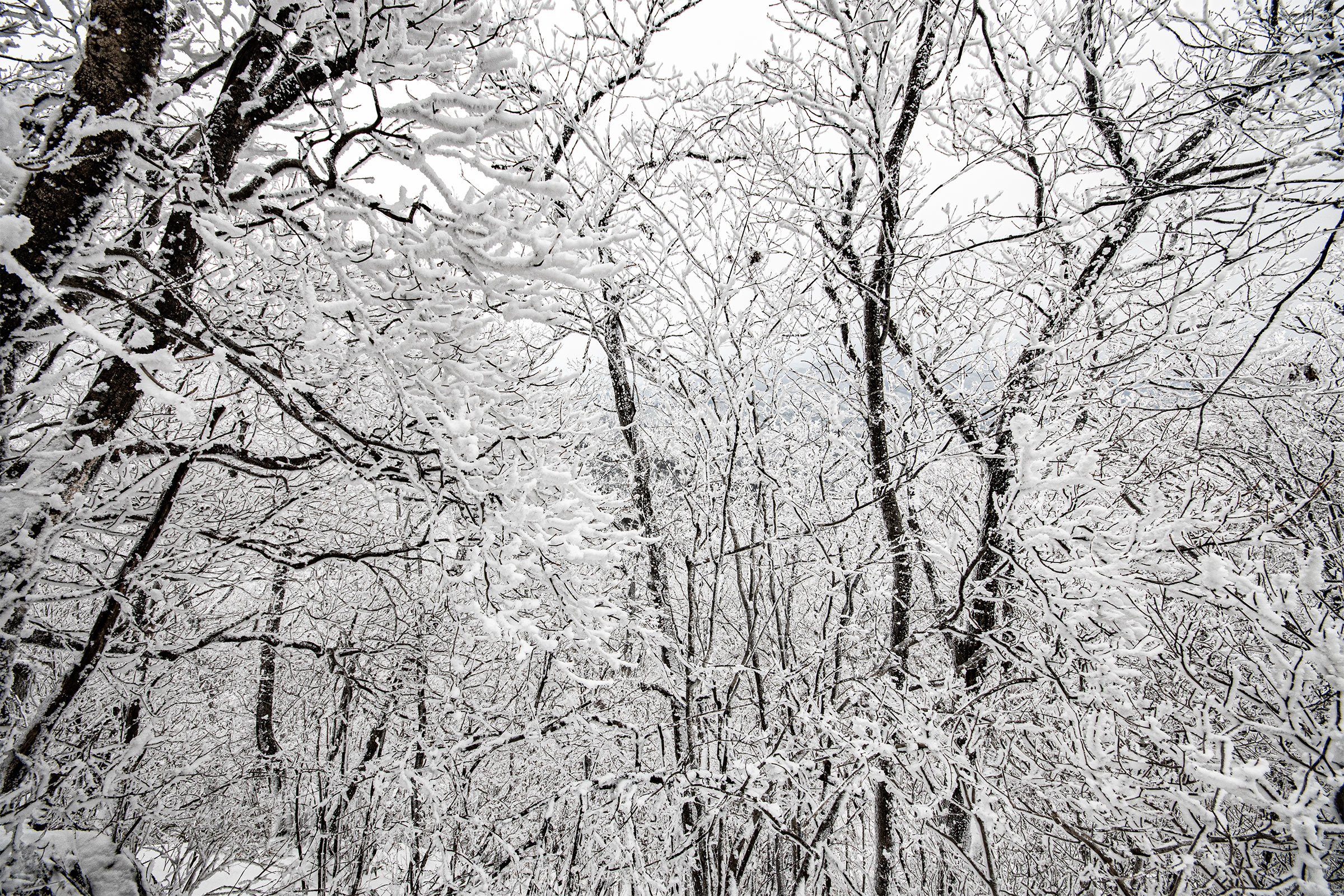 DSC_9792-1.jpg