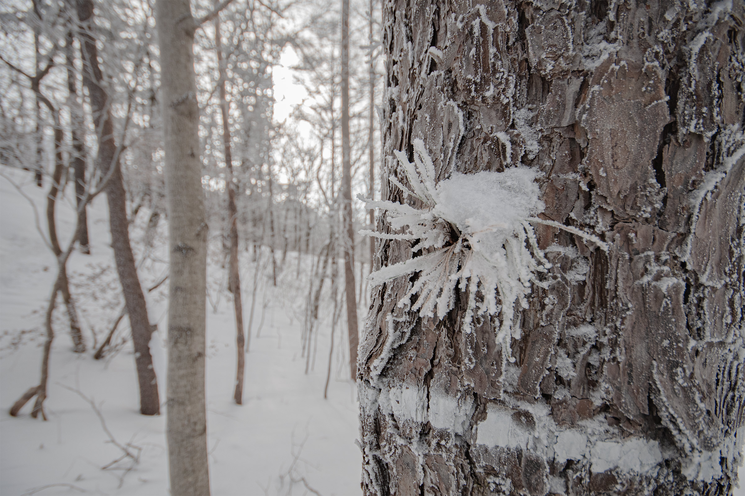 DSC_9573-1.jpg