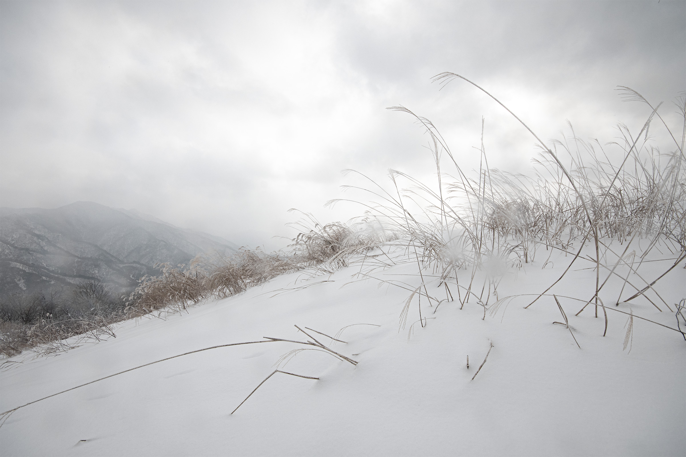 DSC_9842-1.jpg