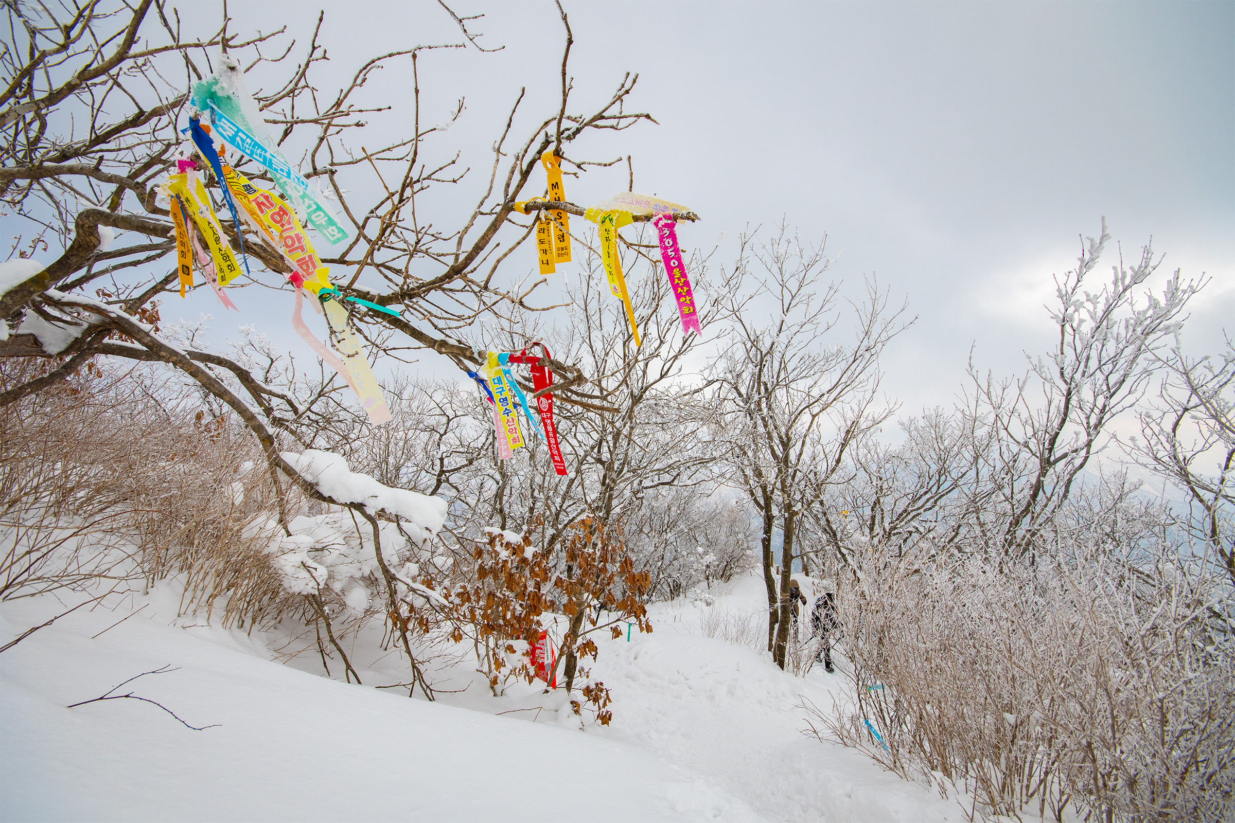 DSC_9737-1.jpg
