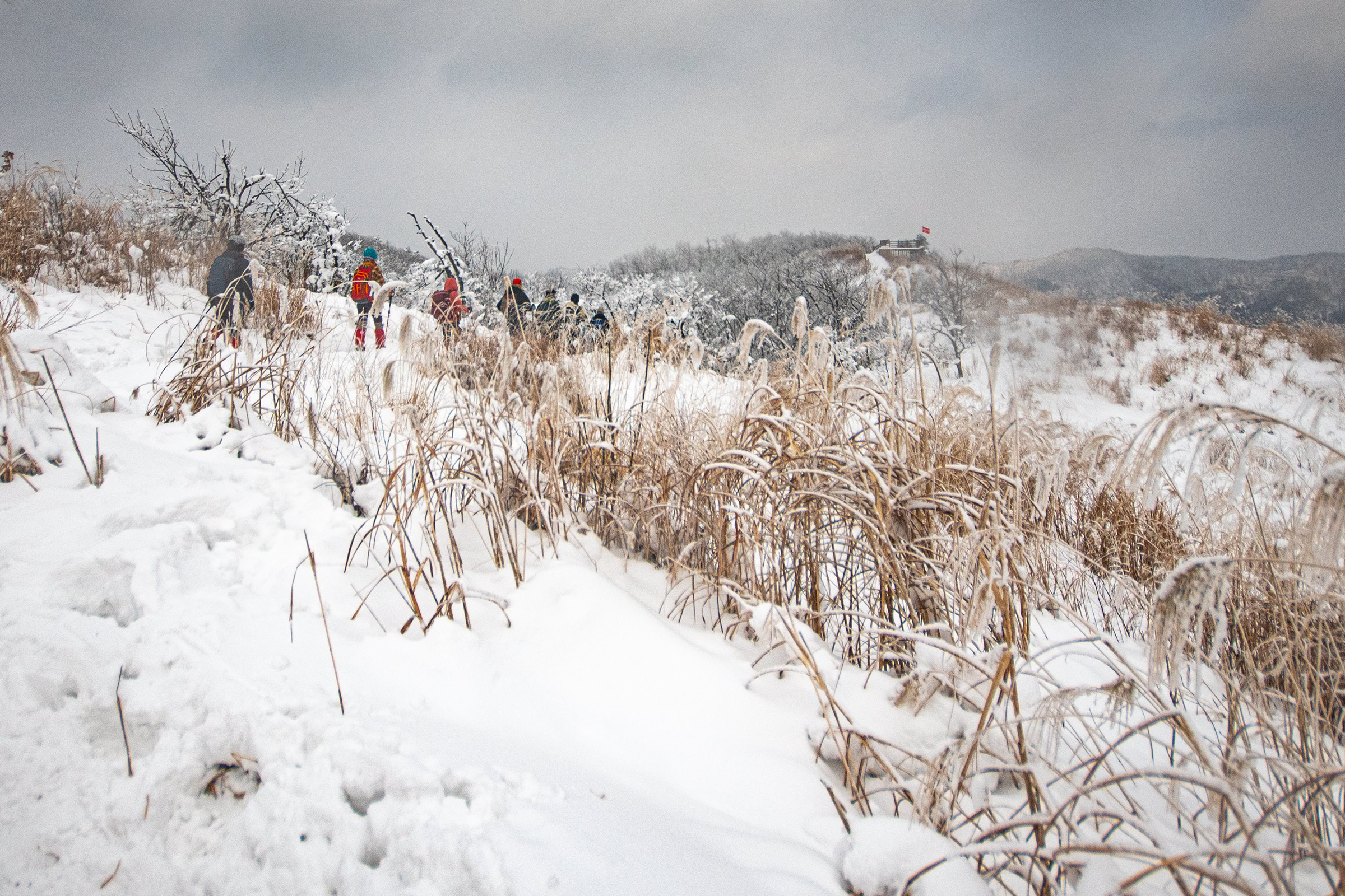 DSC_9828-1.jpg