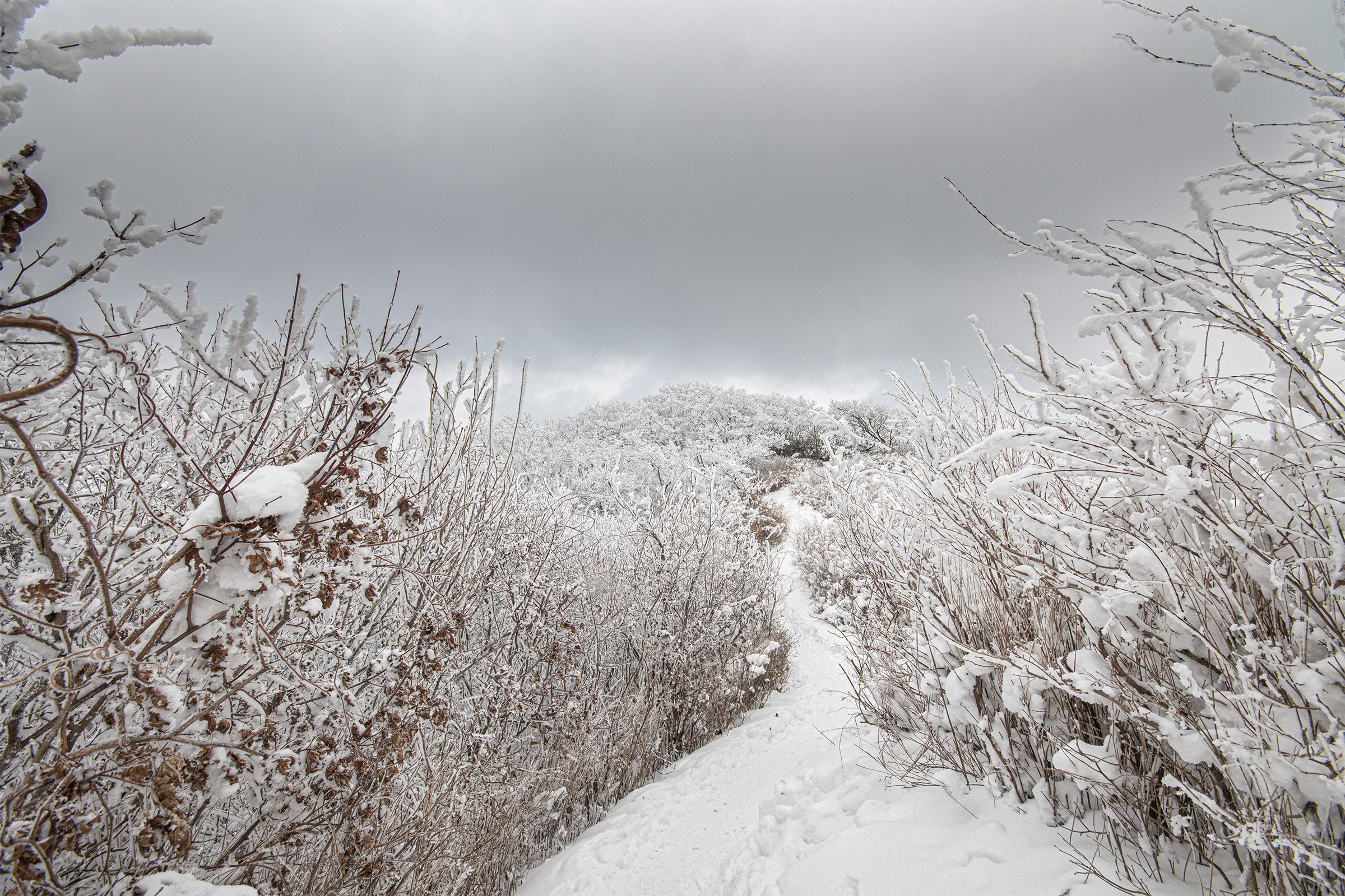DSC_9771-1.jpg